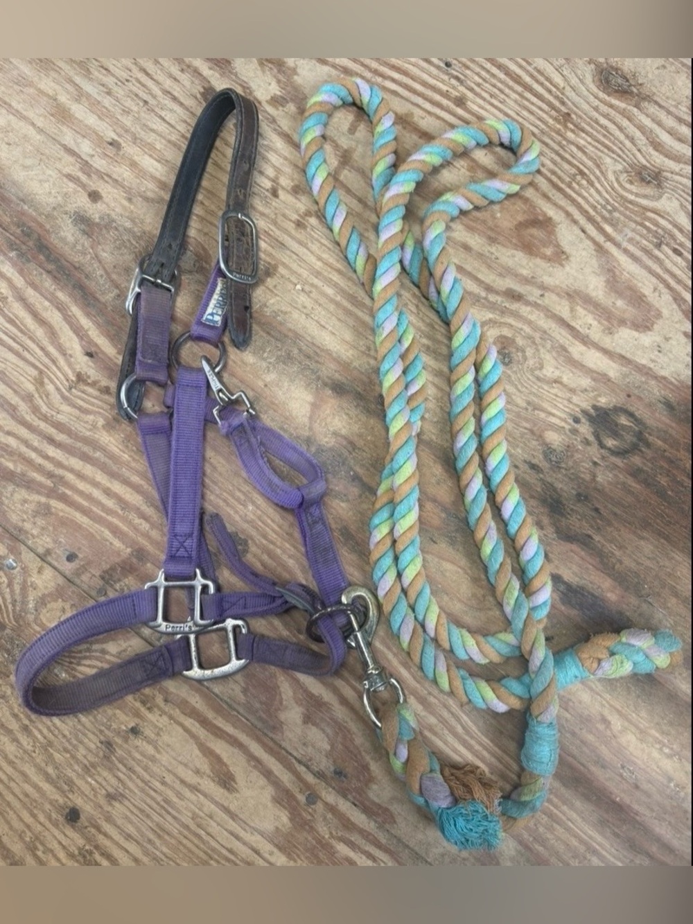 Purple halter and leadrope